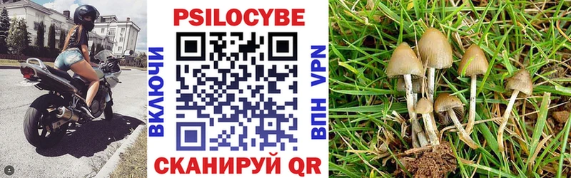 где продают   Куйбышев  Галлюциногенные грибы Magic Shrooms 